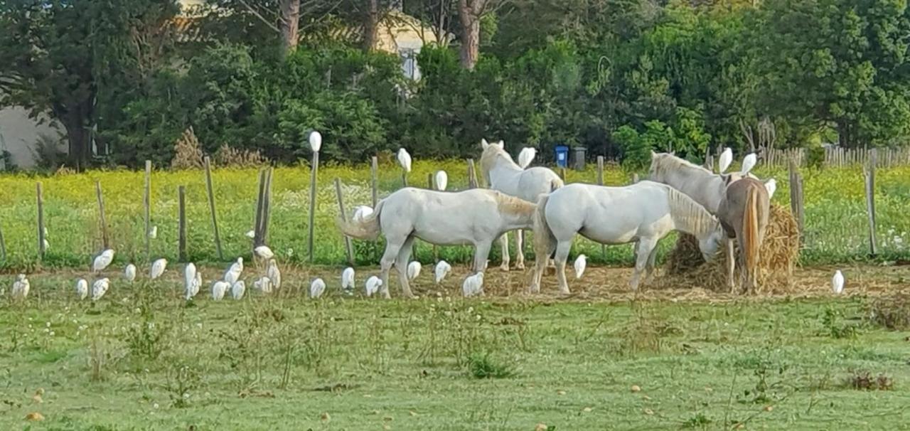 مبيت وإفطار Le Cailar Les Bonbonnettes المظهر الخارجي الصورة